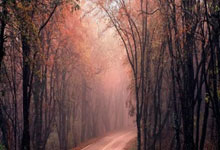 开云官网-沙尔克后防惊变！伤病潮下的战术革命迫在眉睫