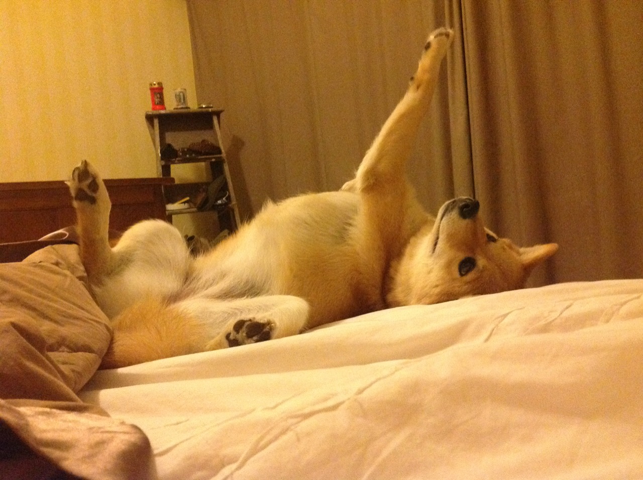 开云体育入口-沙漠奇袭，秘鲁闪电战击溃塞内加尔，世界排名争夺战再起波澜