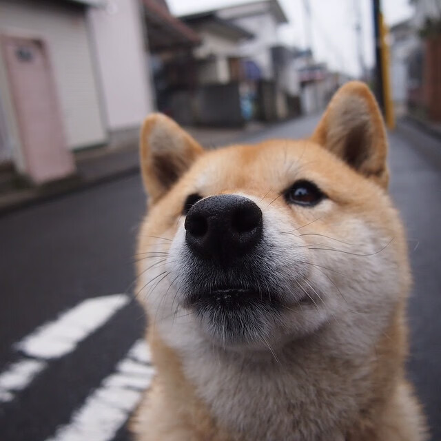 猛龙编织战术铁网，切特关键火力压制掘金