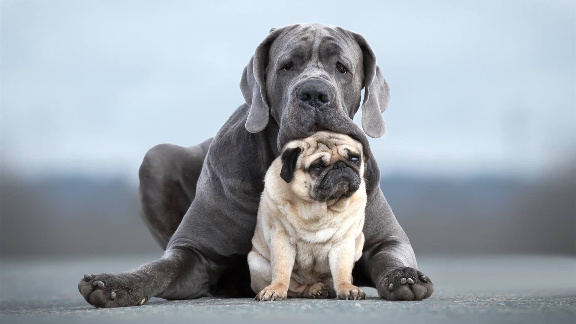 班凯罗闪耀跨洋对决，灰熊轻取吉林队，新星绽放高光时刻