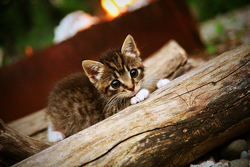 莱奥风暴，西决生死战，一人主宰的击溃之战