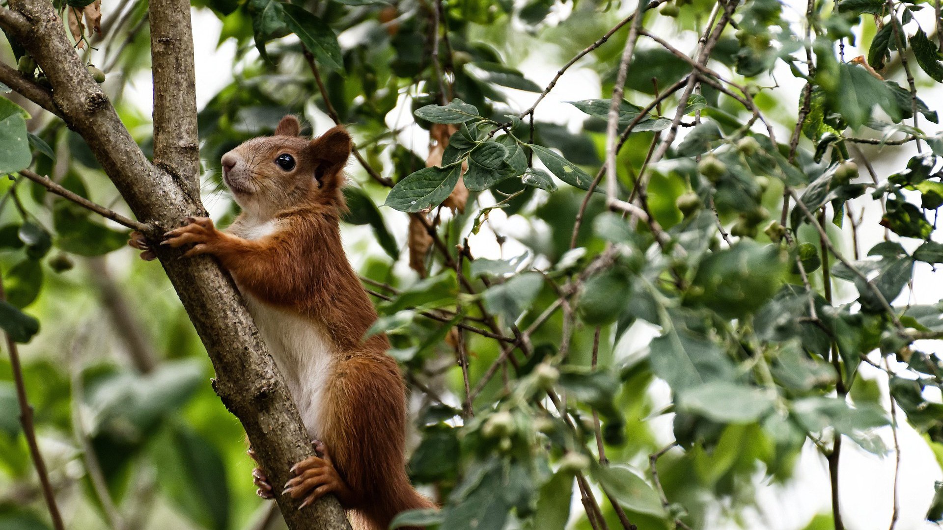 鏖战天山!热火血拼新疆队,布克末节化身关键先生