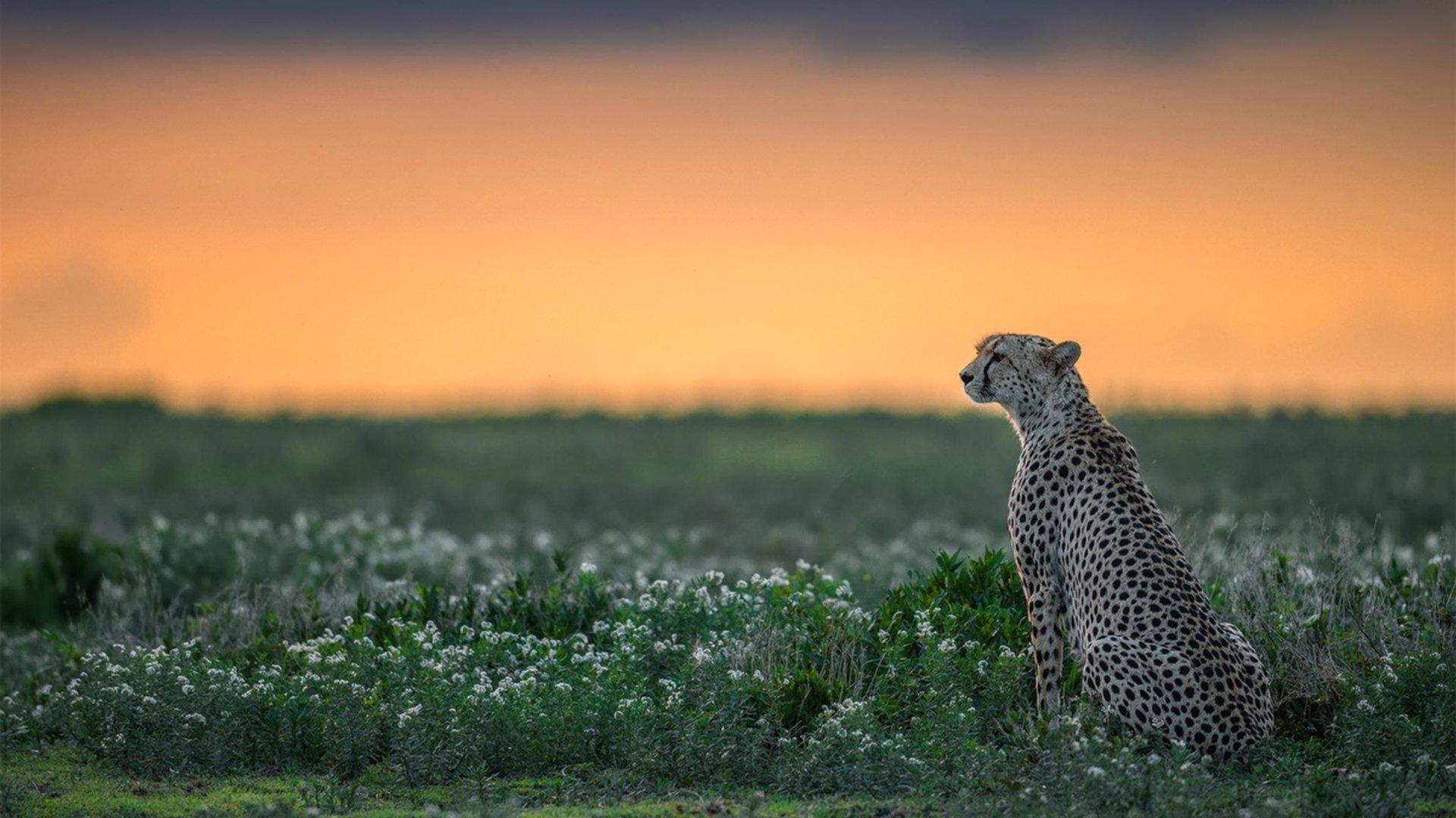 开云体育在线-东北虎苏醒！福克斯客场爆发，吉林队全面火力压制猛龙