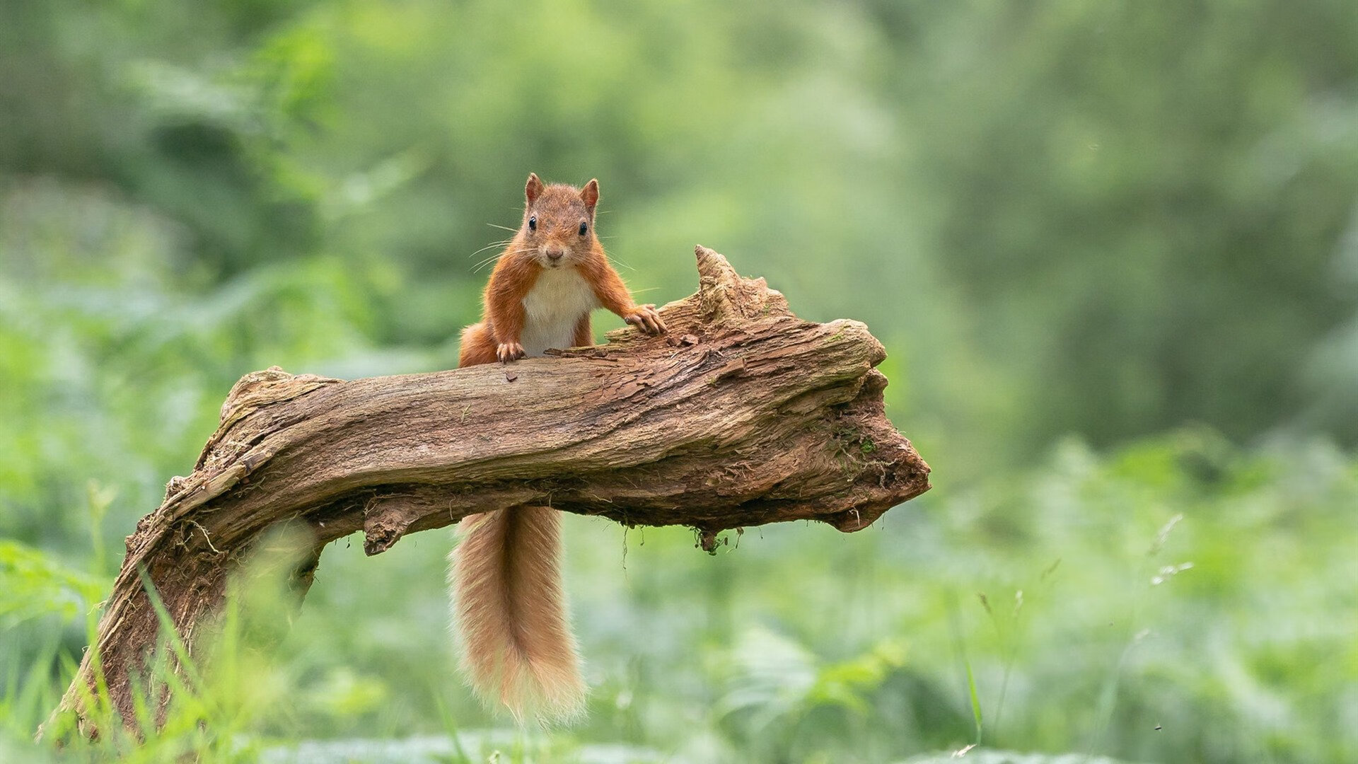 凯恩惊天戴帽撕碎桑巴神话，新西兰创世纪大捷引爆全球足坛