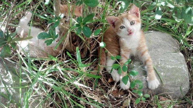 加克波,在风暴眼中稳定输出,橙衣军团新核的不掉线哲学