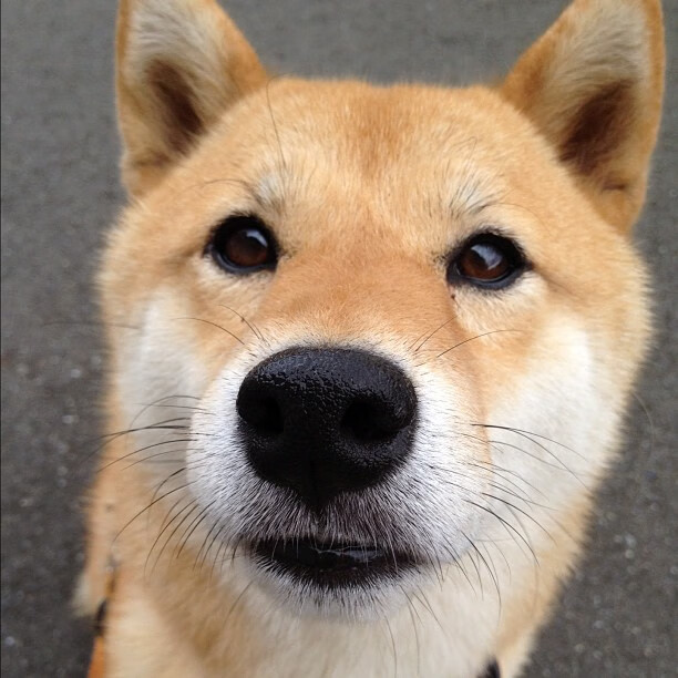 绝境逢生的冠军之路，巴西如何在悬崖边战胜日本，燃起2026争冠火焰