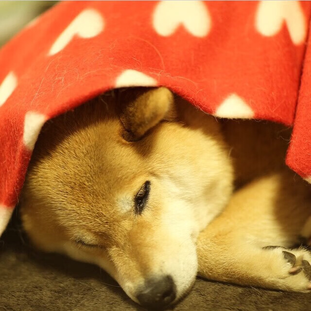 开云体育中国-双翼焚城，迪亚斯撕裂铁血防线，南非改写足球版图