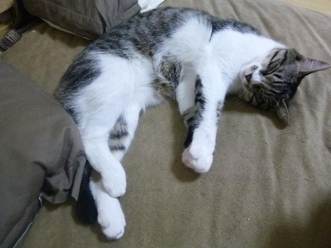 开云平台-金州勇士逆转制霸篮网，凯里·欧文空砍40分诠释孤胆英雄