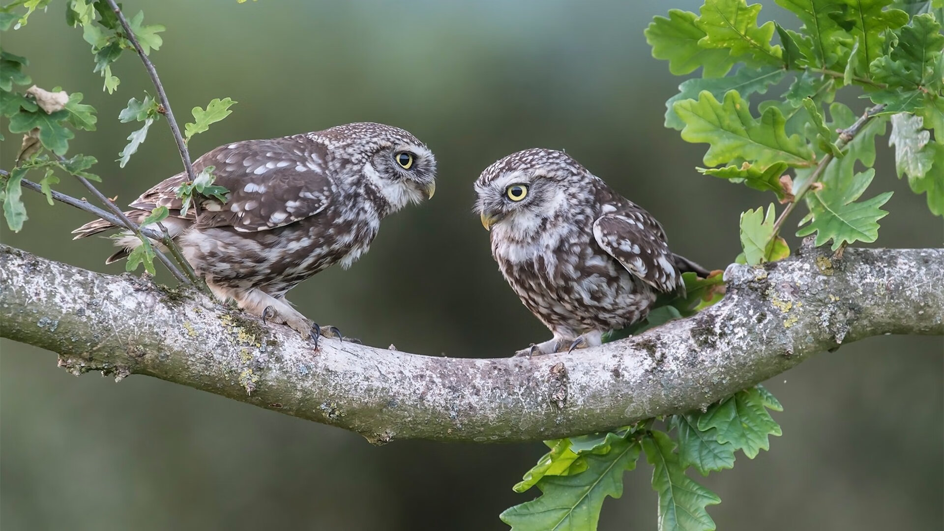 开云APP-北欧风暴席卷德意志铁壁，特奥爆发！莱比锡红牛绝境决胜挪威之星