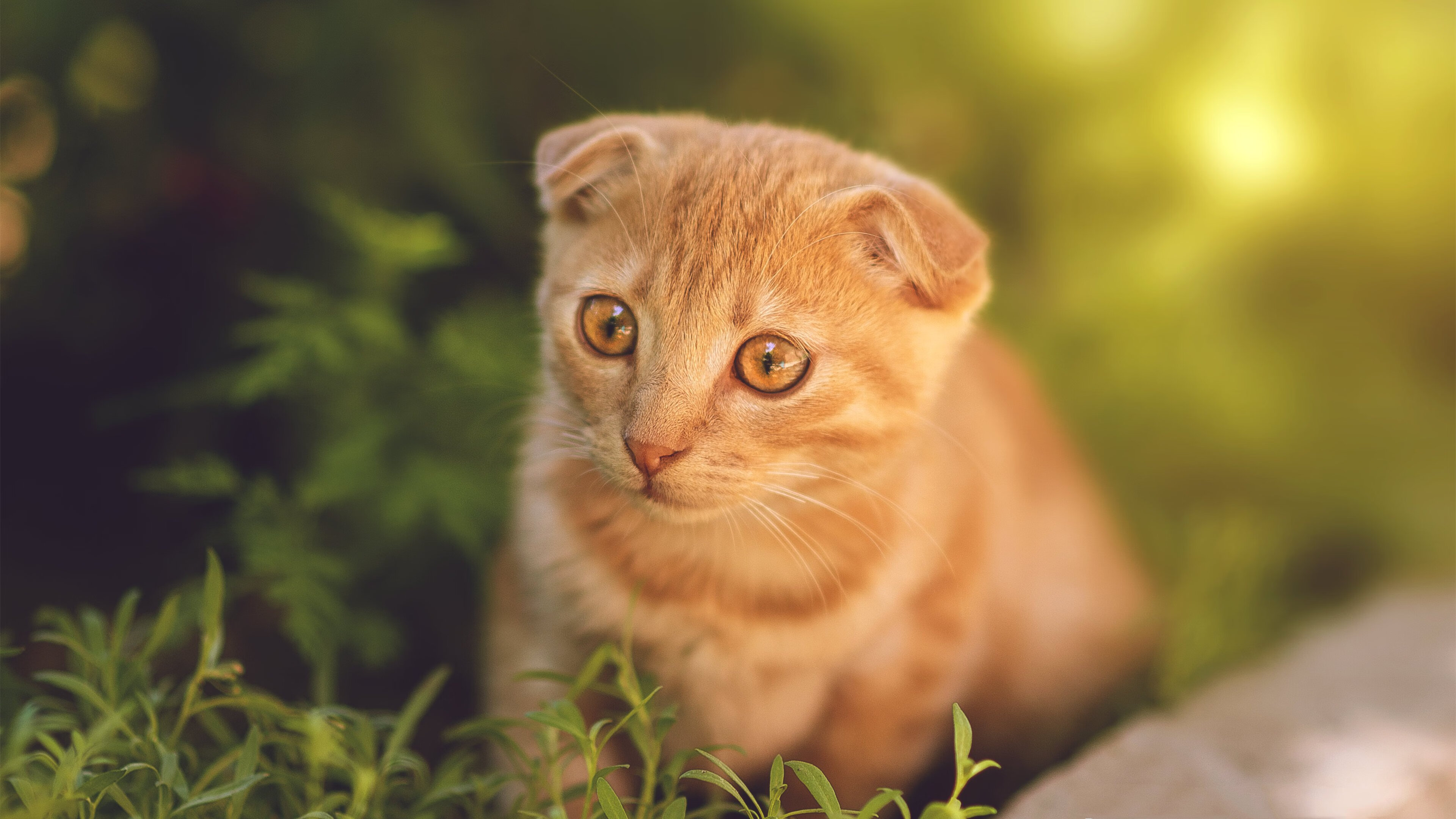 北欧风暴席卷德意志铁壁，特奥爆发！莱比锡红牛绝境决胜挪威之星