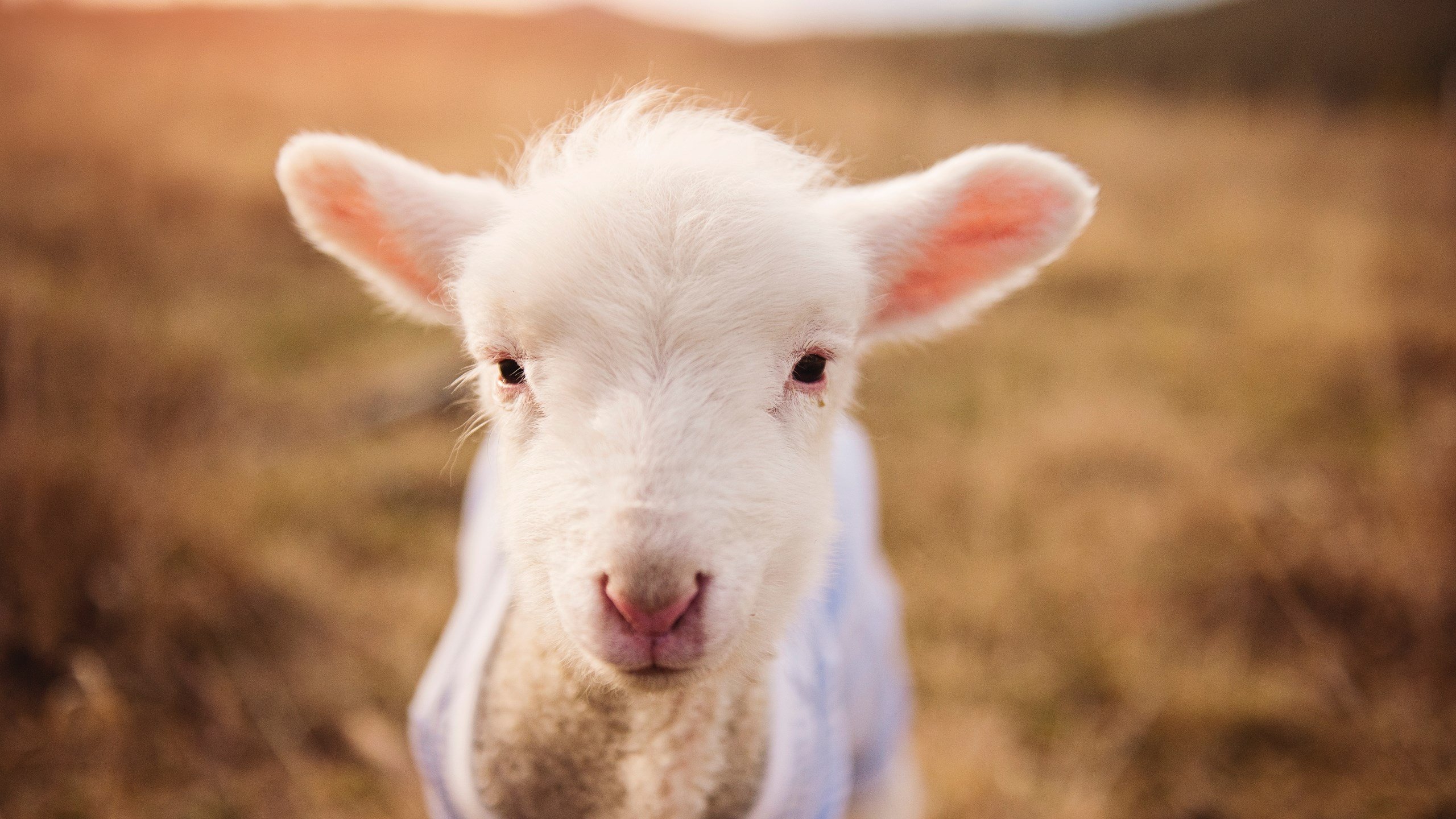 开云体育登录-NBA总决赛之夜，当德里赫特成为宇宙奇点