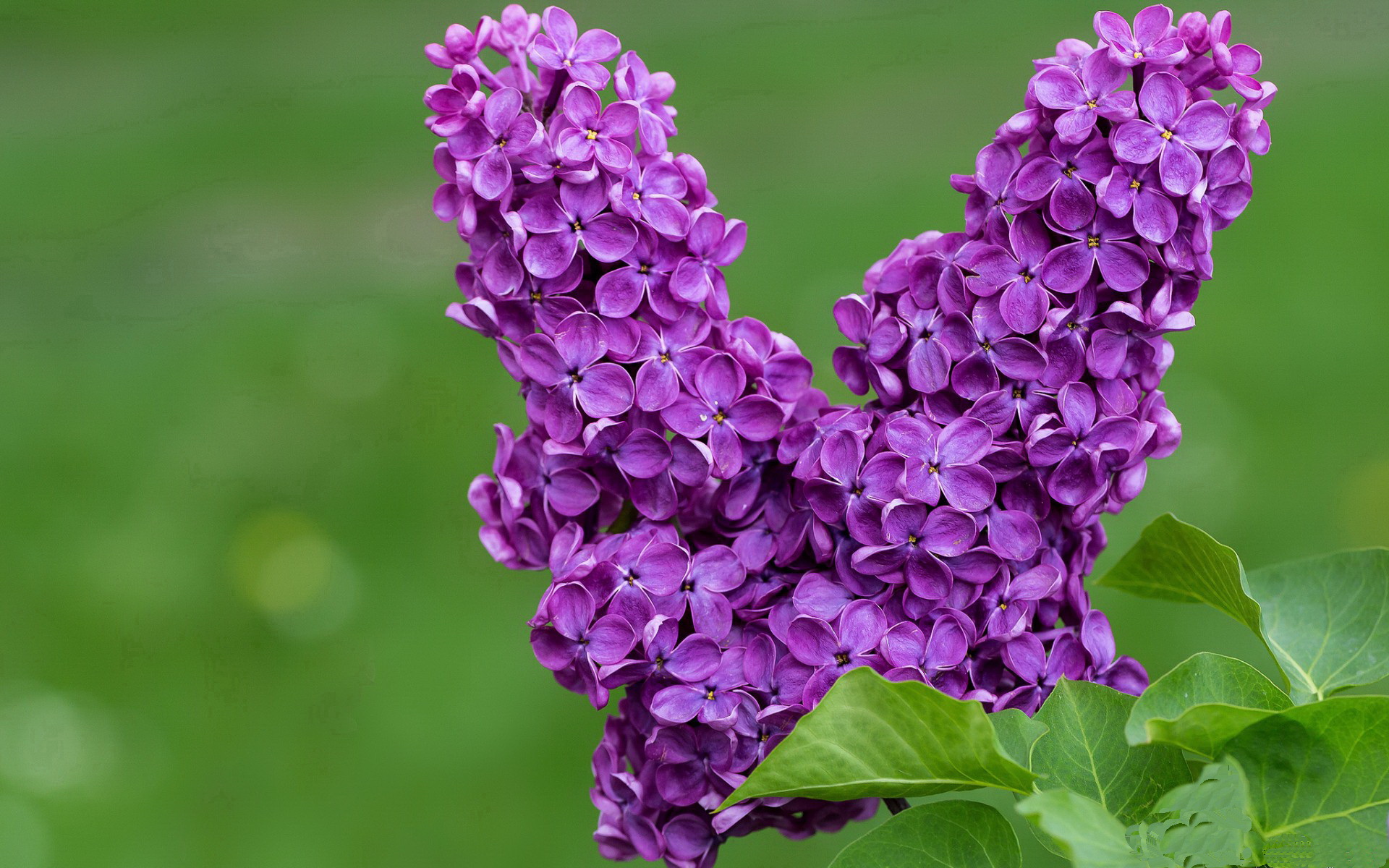 开云平台-统治力，焦点之战的唯一语言