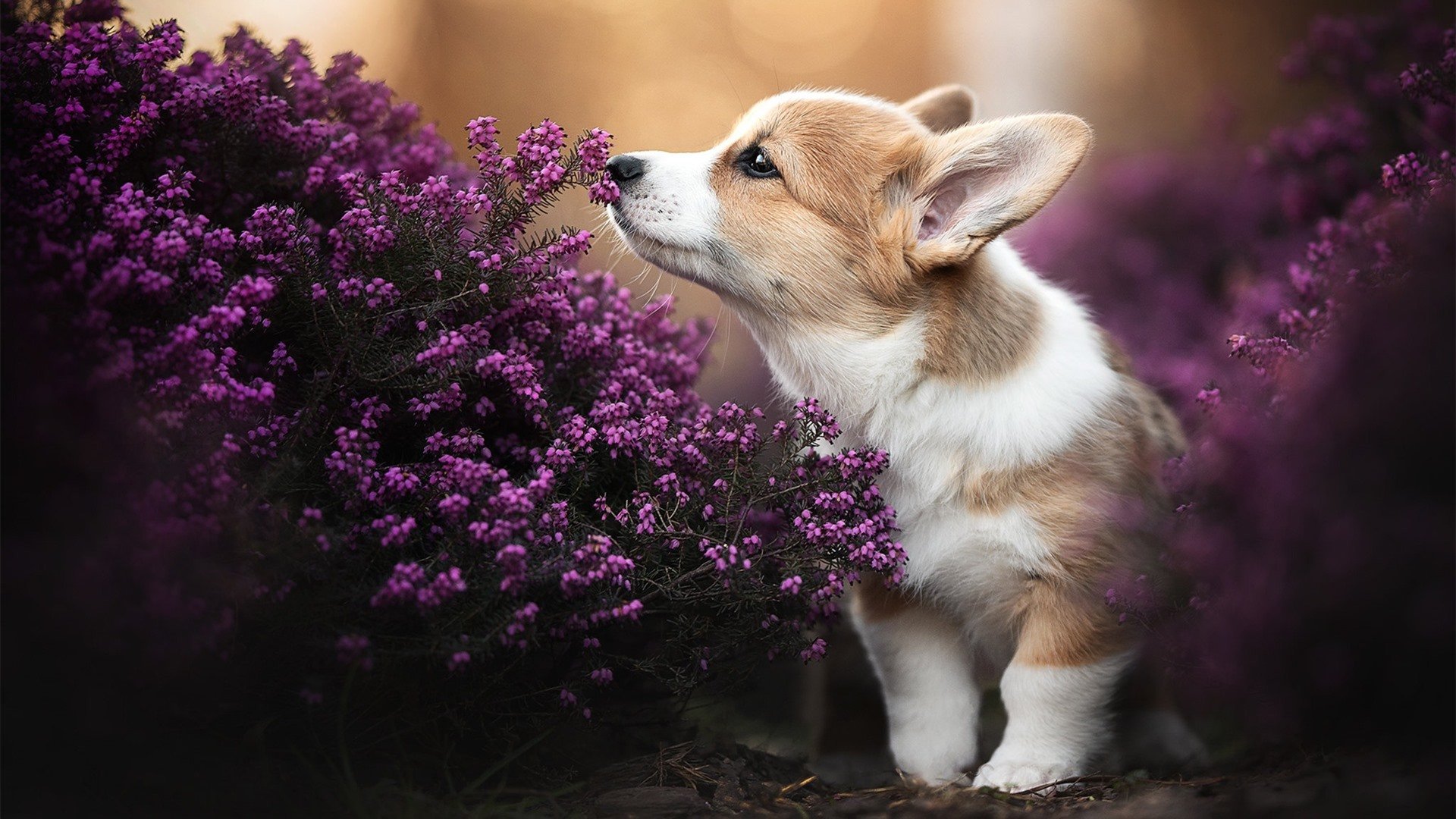 从争议漩涡到国家英雄,楚阿梅尼的爆发与委内瑞拉足球的韧性逆袭