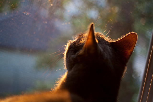 以独行侠之名败北，当上海队的集体铁拳击碎孤星神话