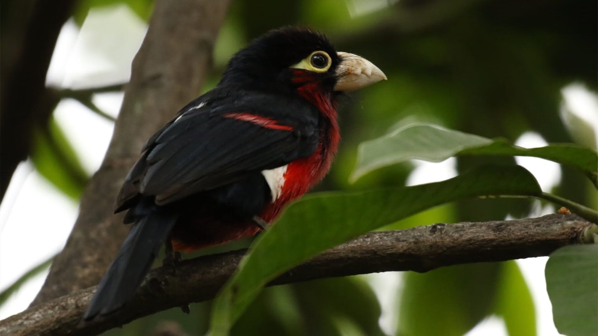 开云体育官网-王者逆袭！福克斯压力下完成爆发，新疆队如雪域雄鹰强势晋级西部太阳