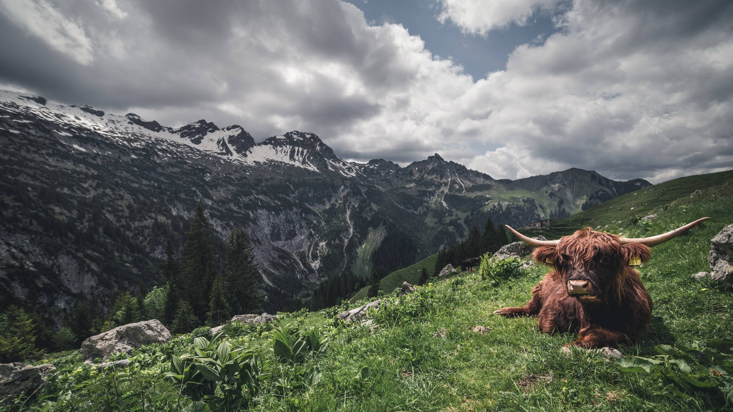 开云体育-篮下德比，当文班亚马的连续得分点燃德甲式决战之夜