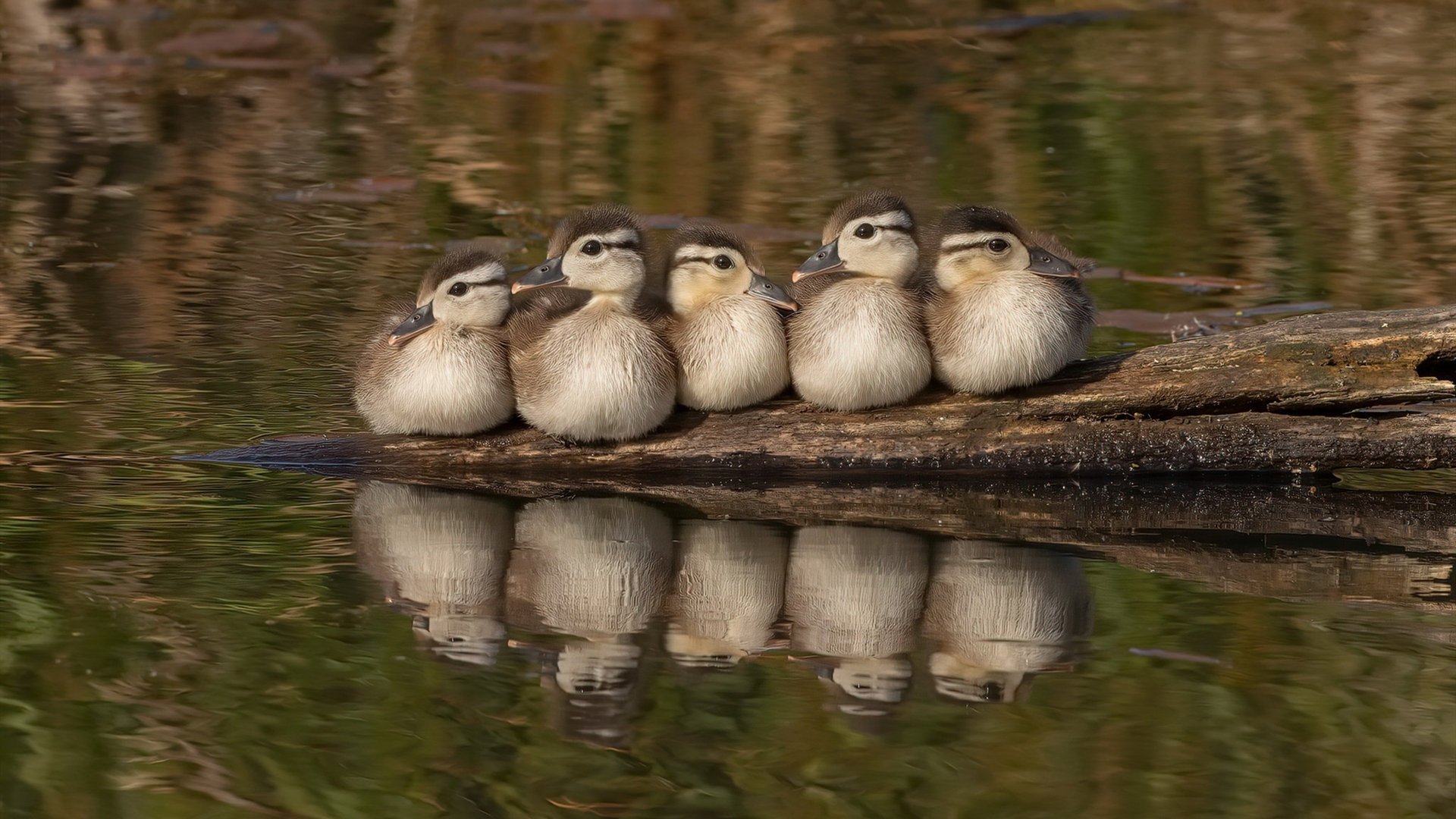 开云体育入口-绝境之舞，托尼双响导演圣西罗惊天逆转